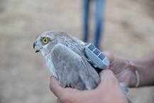 IN PICS | 4 वर्षांत 'भोवत्या' पक्ष्याचा 31 हजार 800 किलोमीटरचा प्रवास