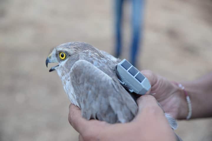 चार वर्षात पक्ष्याने विविध ठिकाणी केलेल्या प्रवासावरुन शास्त्रज्ञांच्या अभ्यासात आणखी भर पडली आहे. मागील चार वर्षात या भोवत्या पक्ष्याने सोलापूर ते कझाकस्तान असा एकूण 31 हजार 800 किलोमीटरचा प्रवास केले आहे. या चार वर्षांत हा पक्षी सोलापूर जिल्ह्यात चौथ्यांदा आला आहे. जिल्ह्यातील गंगेवाडी या ठिकाणी हा पक्षी चौथ्यांदा परतला.