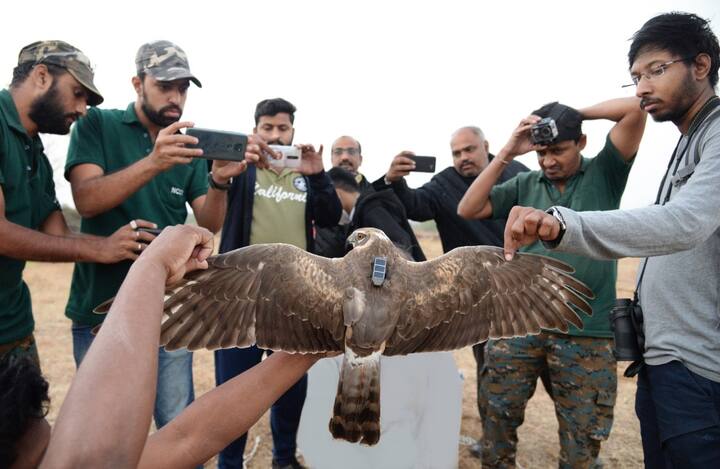 स्थलांतर करणाऱ्या या पक्ष्याचा अभ्यास करण्यासाठी बंगळुरु येथील अशोका ट्रस्ट फॉर रिसर्च इन इकॉलॉजी (एट्री) यांनी सोलापुरातील नेचर कॉन्झर्व्हेशन सर्कल यांच्या पुढाकाराने जीएसएम सोलार टॅगिंग केले. मागील आठवड्यात ही या संस्थांनी तीन पक्ष्यांना टॅग लावून नान्नज येथील अभ्यारण्यातून निसर्गाच्या सानिध्यात सोडून दिले.