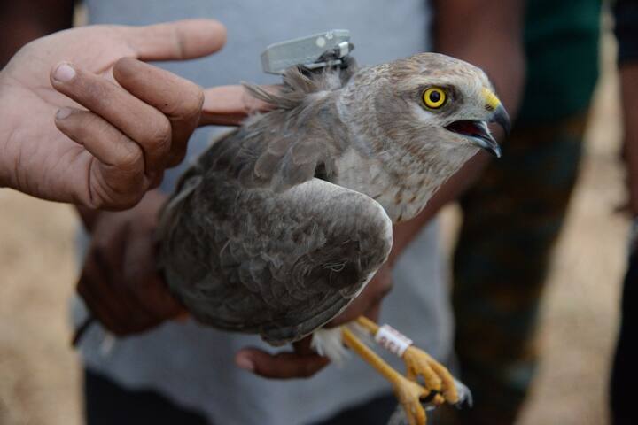भोवत्या पक्ष्याला बसविण्यात आलेल्या जीएसएम सिम आणि  त्यासाठी लागणाऱ्या सॉफ्टवेअर सह  एका  पक्ष्याला अडीच लाख रुपये  खर्च येतो.  भोवत्याच्या अभ्यासासाठी मागील पंधरा वीस दिवसांपासून  प्रिन्सिपल इन्व्हेस्टीगेटर टी गणेश  आणि प्रशांत,  पक्ष्यांसंदर्भात पीएचडी करणारे अर्जुन कन्नन आणि त्यांचे सहकारी चीयान हे तामिळनाडूचे पक्षी अभ्यासक सोलापूर मुक्कामी आहेत. 'एट्री 'या संस्थेच्यावतीने भारतातील राजस्थान, महाराष्ट्र, आंध्रप्रदेश, तामिळनाडू, कर्नाटक  या पाच राज्यात हा प्रकल्प राबविण्यात येत आहे.