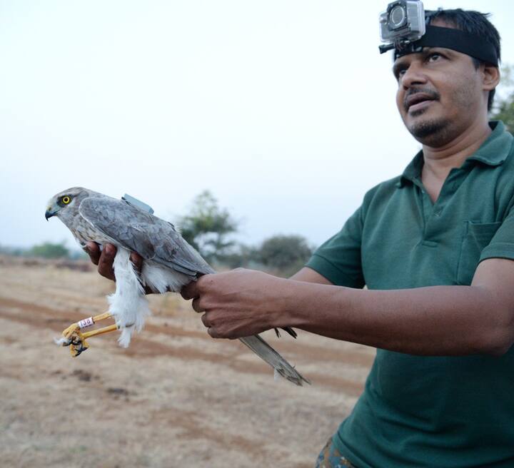 चार वर्षांपूर्वी टॅग लावलेल्या ' गंगी'  या 'माँटयुग्यू  हॅरीअर' या भोवत्या पक्षी  सोलापूर ते कझाकीस्तान असा प्रवास करीत चौथ्यांदा गंगेवाडीत परत आला आहे. पक्षीमित्र नागेश राव यांनी टॅगसह आपल्या कॅमेऱ्यात त्याला कैद केले आहे. 