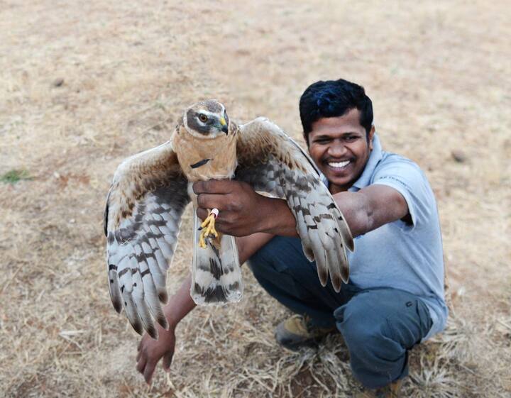 पक्षी अभ्यासकांनी यंदा सोलापुरातून तीन पक्ष्यांना टॅग लावले असून दोन वयस्क असून तिसरा मात्र  साडेचार हजार किमीचा प्रवास  करीत आलेले नऊ महिन्याचे पिलू आहे.