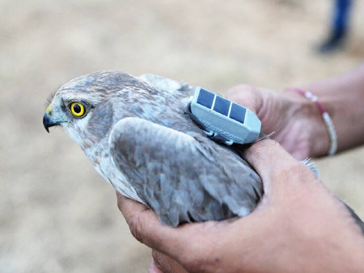  पक्ष्यांची मराठी नावे ही त्यांच्या रंग, रूप आणि स्वभाव वैशिष्ट्ये आणि शिकारीच्या पध्दतीनुसार ठरलेली आहेत. पॅलिड हॅरिअर ह्या परदेशी पाहुण्या पक्षाचे नावसुद्धा त्याच्या विहारावर ठरले असून तो आपले अन्न आणि भक्ष्य असलेल्या परिसराभोवतीच सारखा घिरट्या मारत असतो म्हणून त्याला भोवत्या म्हणतात. गवताळ माळरानातील सावज हेरून हरणाच्या चपळतेने, सफाईदारपणे  शिकार करण्याच्या वैशिष्ट्यामुळे त्याला हारिण असेही  म्हणतात.