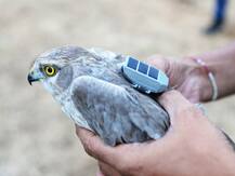 IN PICS | 4 वर्षांत 'भोवत्या' पक्ष्याचा 31 हजार 800 किलोमीटरचा प्रवास