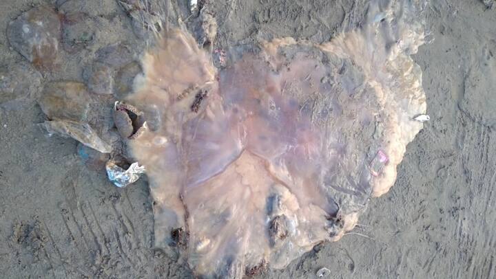 सायनिया रोझी या प्रजातीतील हा महाकाय जेलिफिश ऑस्ट्रेलिया व न्यूझीलंड लगतच्या पॅसिफिक महासागरात पाहायला मिळतो. महाराष्ट्रात या प्रजाती नोंद सर्वप्रथम मालवण मध्ये झाली आहे.