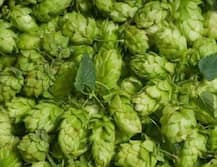 World Costliest Vegetable | सोन्याहून महाग भाजी, जगातील सर्वात महागड्या भाजीची किंमत तब्बल 82 हजार रुपये प्रति किलो!