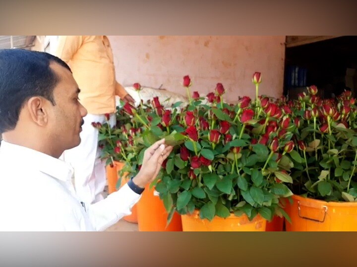 Valentines Day 2021 Coronavirus reduces demand from abroad rose growers loss Rs 30 crore Valentine's Day | कोरोनामुळं परदेशातून मागणी घटली; गुलाब उत्पादक शेतकऱ्यांना 30 कोटींचा फटका