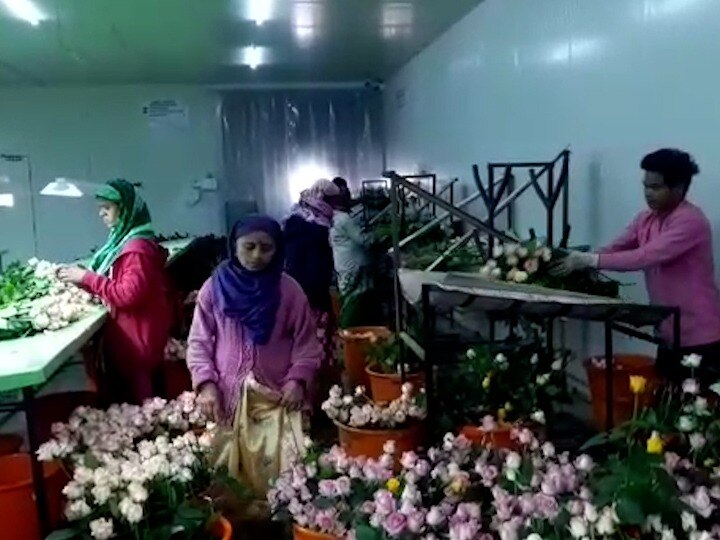 Valentine's Day | कोरोनामुळं परदेशातून मागणी घटली; गुलाब उत्पादक शेतकऱ्यांना 30 कोटींचा फटका