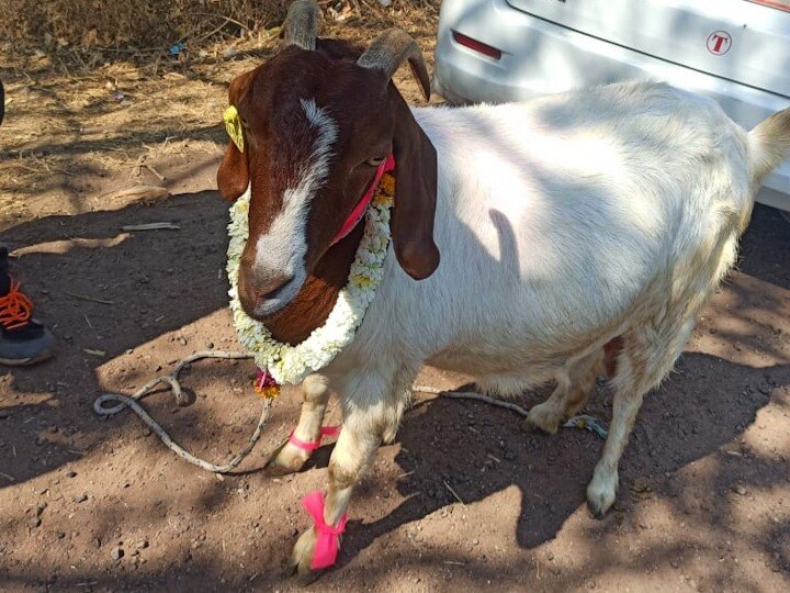 African goats sells  for  1.5 lakh Rs at Nevasa ahmadnagar तब्बल दीड लाखाची शेळी!  नेवासातील एका  शेतकऱ्याच्या आफ्रिकन शेळीची चर्चा