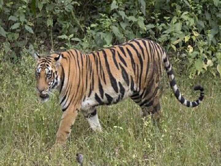Farmers rescued from tigers in Yavatmal sitting under tiger scaffolding for seven hours थरार! 4 वाघांच्या तावडीत सापडलेल्या शेतकऱ्यांनी मचाणीवर जीव मुठीत घेऊन काढली रात्र