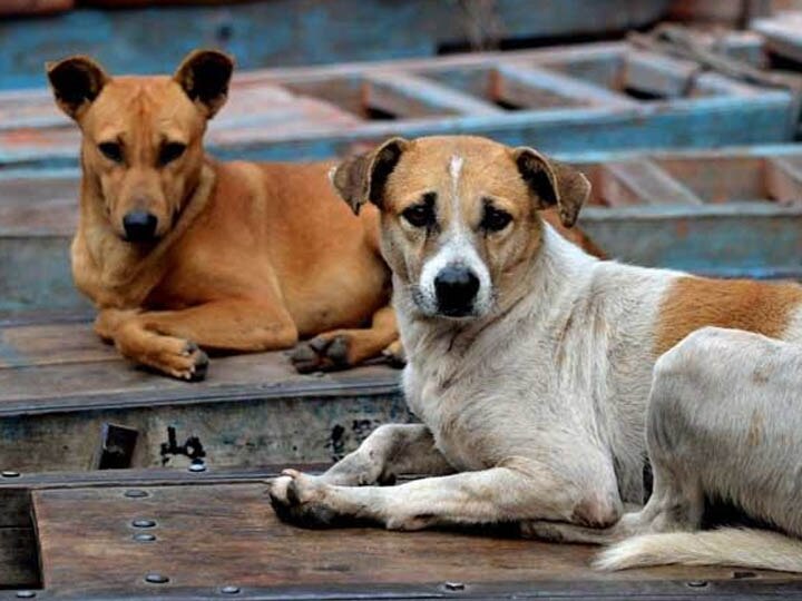 Maharashtra Shegaon Symptoms of cancer leprosy dogs Endangering People at risk शेगावच्या कुत्र्यांना कर्करोग, चर्मरोगाची लक्षणे; नागरिकांचे आरोग्य धोक्यात