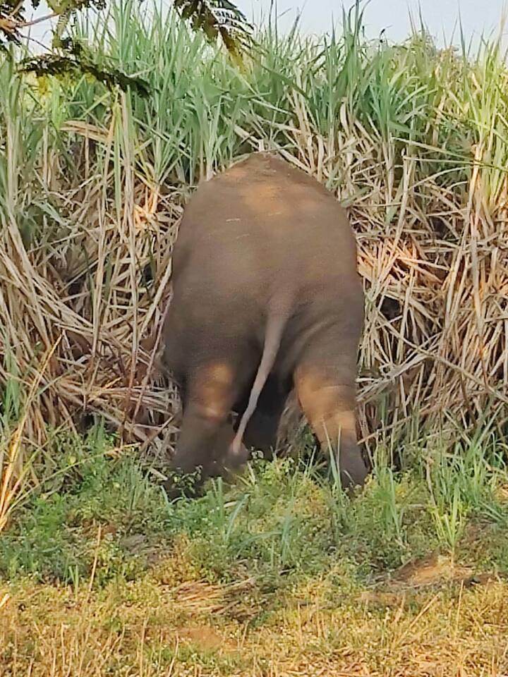 हे टस्कर हत्ती शेतात घुसतात आणि शेतीचे प्रचंड नुकसान करतात. यावर शेतकऱ्यांनी अनेकवेळा प्रशासनाकडे या हत्तींचा बंदोबस्त करावा याची मागणी केलीय. पण प्रशासनाकडून त्याला योग्य प्रतिसाद मिळाला नाही.