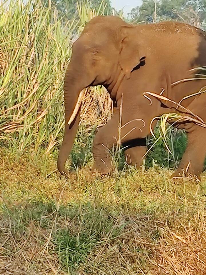 कागल तालुक्यातील सेनापती कापशी गावच्या वेशीवर टस्कर हत्ती आल्याचं पहायला मिळालं.