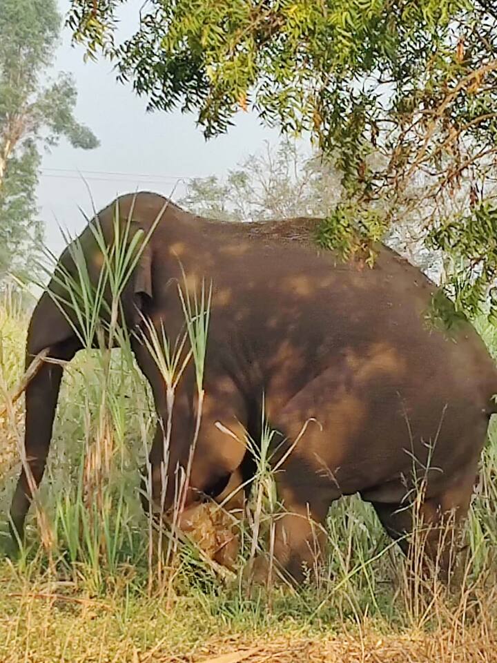 गुरुवारी पहाटे हे हत्ती दाखल झाल्याने या परिसरातील नागरिकांमध्ये भितीचे वातावरण निर्माण झालंय.