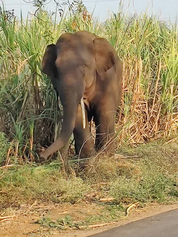 हत्ती आल्याची वन विभागाला माहिती देऊनही अधिकारी-कर्मचारी आलेच नाहीत.