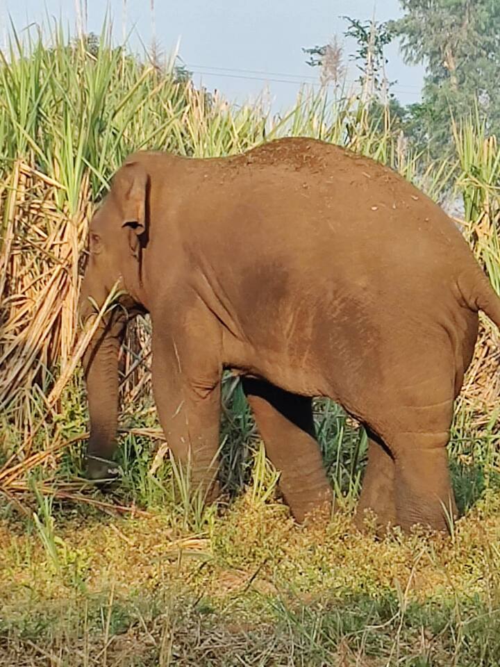 कोल्हापूरातील कागल, आजरा, चंदगड तालुक्यांतील शेतकऱ्यांना दरवर्षी कर्नाटकातील टस्कर हत्तीच्या त्रासाला सामोरं जावं लागतंय.