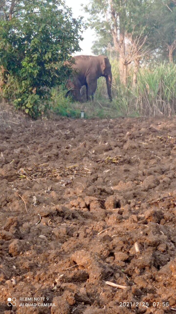 तमनाकवाडा - कापशी गावच्या शेतात हत्तीचा वावर असल्याचं दिसून आलंय.