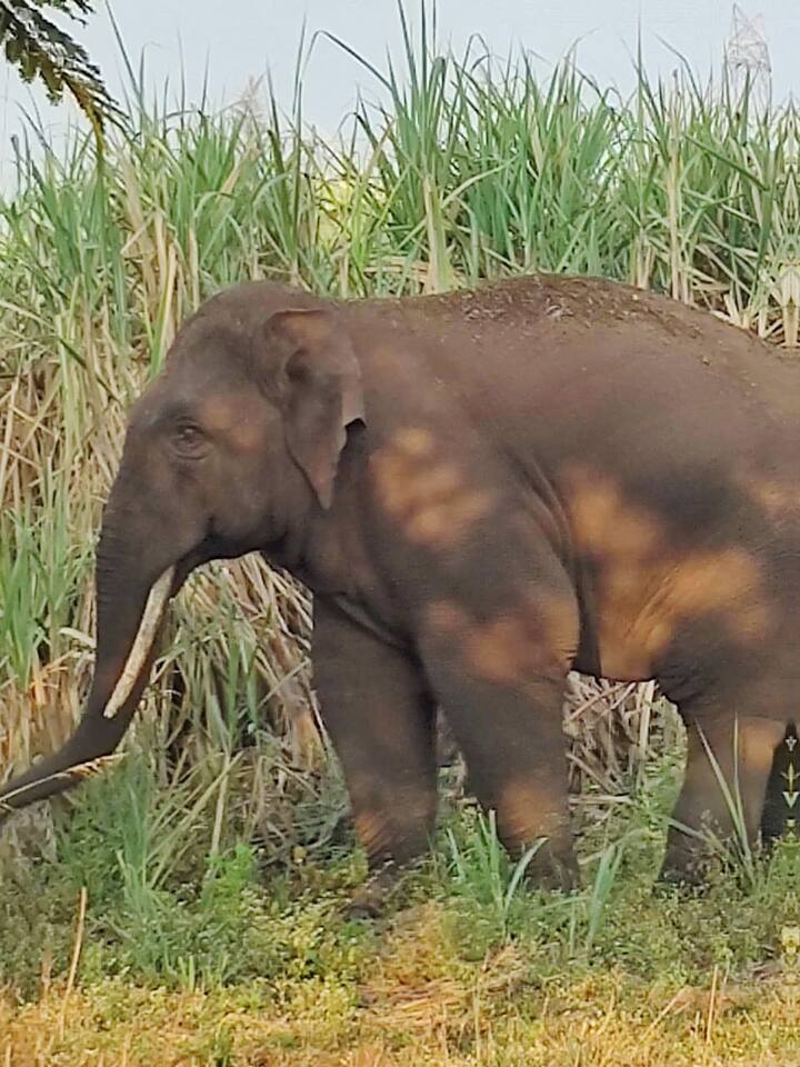 हत्तीला पाहण्यासाठी बघ्यांचीही मोठी गर्दी या परिसरात पहायला मिळाली.