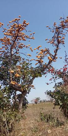 PHOTO | वाशिममध्ये फुलला दुर्मिळ पिवळा पळस; निसर्गप्रेमींसाठी पर्वणी