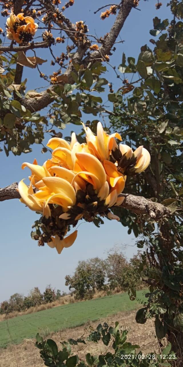 त्यामुळे पिवळा पळसाची झलक पाहण्यासाठी निसर्गप्रेमी जंगलाकडे वळताना दिसत आहेत. (Photo Credit : Aaditya Ingole)