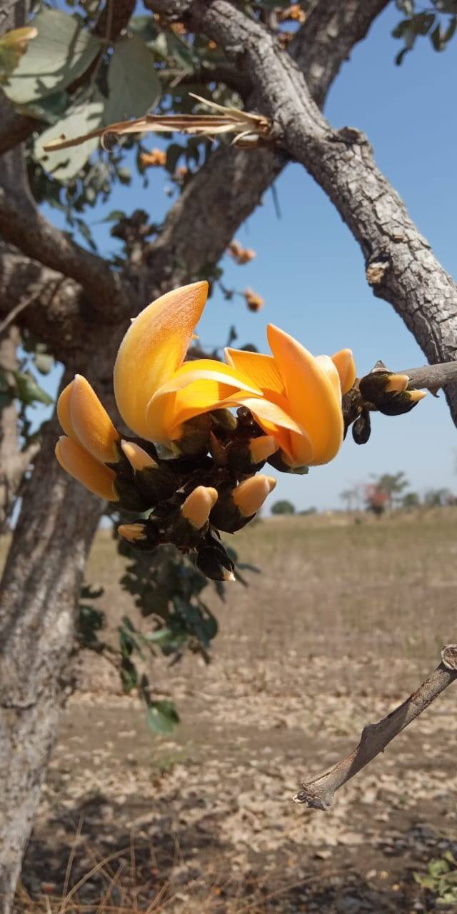 (Photo Credit : Aaditya Ingole)