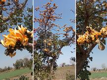 PHOTO | वाशिममध्ये फुलला दुर्मिळ पिवळा पळस; निसर्गप्रेमींसाठी पर्वणी