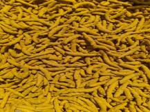 सांगलीत हळदीला सोन्याचा भाव! राजापुरी हळदीस 30 हजार प्रति क्विंटल उच्चांकी दर