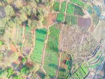 25 एकर पडीक जमिनीवर स्थानिक महिलांनी पिकवली बारमाही शेती; शेतीतून लाखोंची उलाढाल