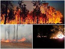 Similipal National Park | सिमलीपाल राष्ट्रीय उद्यानात अग्नितांडव, आग विझवण्यासाठी शर्थीचे प्रयत्न