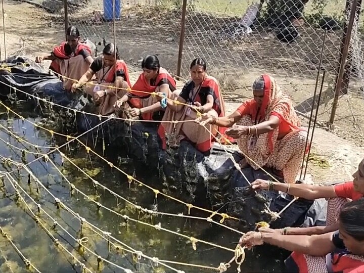 Womens day special, Womens pearl farming in Yavatmal Women's Day 2021 :  यवतमाळमधील महिलांची 'मोती' शेती! लाखोंच्या उत्पन्नाची अपेक्षा