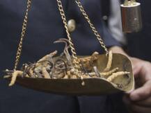 ਕਰੋੜਪਤੀ ਬਣਨਾ ਤਾਂ ਇਹ ਕੀੜਾ ਲੱਭੋ