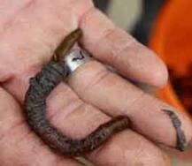 ਕਰੋੜਪਤੀ ਬਣਨਾ ਤਾਂ ਇਹ ਕੀੜਾ ਲੱਭੋ