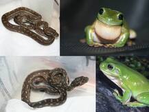 ਦੋ ਇੰਚ ਦੇ ਡੱਡੂ ਨੇ 20 ਇੰਚ ਦੇ ਅਜਗਰ ਨੂੰ ਕੀਤਾ ਚਿੱਤ! 