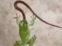 ਦੋ ਇੰਚ ਦੇ ਡੱਡੂ ਨੇ 20 ਇੰਚ ਦੇ ਅਜਗਰ ਨੂੰ ਕੀਤਾ ਚਿੱਤ! 