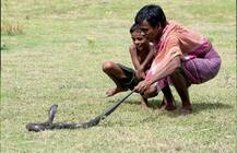 ਇਸ ਪਿੰਡ ਵਿੱਚ ਸੱਪ ਨਾਲ ਲੜਕੀ ਨੇ ਕੀਤਾ ਵਿਆਹ, ਦੇਖਣ ਆਏ 50000 ਲੋਕ