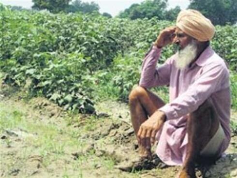 Punjab farmers white fly attack on cotton field  ਕਿਸਾਨਾਂ 'ਤੇ ਇੱਕ ਹੋਰ ਮਾਰ, ਖੇਤੀਬਾੜੀ ਮਹਿਕਮੇ ਨੇ ਕੀਤਾ ਚੌਕਸ