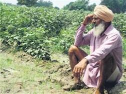 ਕਿਸਾਨਾਂ 'ਤੇ ਇੱਕ ਹੋਰ ਮਾਰ, ਖੇਤੀਬਾੜੀ ਮਹਿਕਮੇ ਨੇ ਕੀਤਾ ਚੌਕਸ