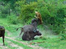 ਜਦੋਂ ਸ਼ੇਰਾਂ ਨੂੰ ਸਿਖਾਈ ਮੱਤ !