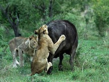 ਜਦੋਂ ਸ਼ੇਰਾਂ ਨੂੰ ਸਿਖਾਈ ਮੱਤ !