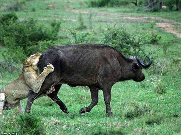 ਸ਼ੇਰ ਨੂੰ ਸਬਕ ਸਿਖਾਉਂਦੇ ਹੋਏ ਛੋਟੇ ਨੇ ਉਸ ਨੂੰ ਆਪਣੇ ਸਿੰਗਾਂ ਦੇ ਸਹਾਰੇ ਉਠਾ ਕੇ ਵਗਾਹ ਮਾਰਿਆ। 