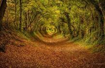 ਜੰਗਲ ਦੇ ਅੰਦਰ ਦੀ ਖੂਬਸੂਰਤ ਤਸਵੀਰ