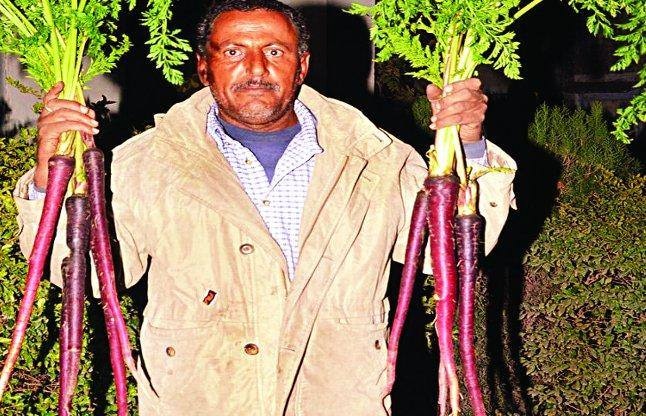 Jhigar Bari farmer surprised everyone with his research on carrots color and increased the sweetness ਸ਼ਹਿਦ-ਘਿਉ ਵਰਤ ਕੇ ਗਾਜਰ ਦਾ ਰਿਕਾਰਡ ਉਤਪਾਦਨ ਕਰਦਾ ਇਹ ਕਿਸਾਨ