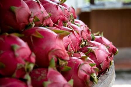 ਹੁਣ ਫਲਾਂ ਦੇ ਨਾਂ ਬਦਲਣ ਲੱਗੀ ਬੀਜੇਪੀ, ਗੁਜਰਾਤ ਦੇ ਮੁੱਖ ਮੰਤਰੀ ਨੇ ਡ੍ਰੈਗਨ ਫਰੂਟ ਦਾ ਨਾਂ ਰੱਖਿਆ 'ਕਮਲਮ' BJP Gujarat Government wants to rename Dragon fruit as Kamalam ਹੁਣ ਫਲਾਂ ਦੇ ਨਾਂ ਬਦਲਣ ਲੱਗੀ ਬੀਜੇਪੀ, ਗੁਜਰਾਤ ਦੇ ਮੁੱਖ ਮੰਤਰੀ ਨੇ ਡ੍ਰੈਗਨ ਫਰੂਟ ਦਾ ਨਾਂ ਰੱਖਿਆ 'ਕਮਲਮ'