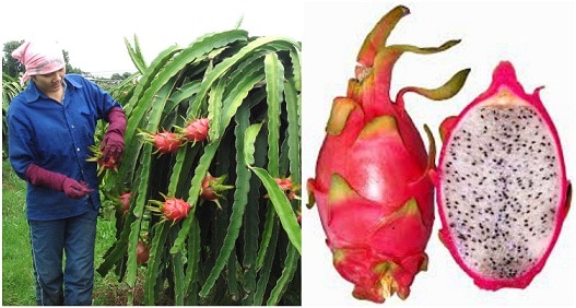 Dragon Fruit Cultivation In India Dragon Fruit: ਜਾਣੋ ਡ੍ਰੈਗਨ ਫਰੂਟ ਦੀ ਖੇਤੀ ਬਾਰੇ..