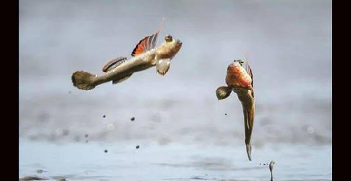  ਕਦੇ ਵੇਖੀ ਹੈ ਉੱਡਣ ਵਾਲੀ ਮੱਛੀ ?