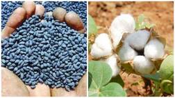 ਬੀਟੀ ਕੌਟਨ ਬੀਜਾਂ ਦੇ ਮਾਮਲੇ 'ਤੇ ਮੋਨਸੈਂਟੋ ਨੂੰ ਝਟਕਾ