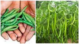 ਹਰੀ ਮਿਰਚ: ਜਿੰਨੀ ਤਿੱਖੀ ਉਨੀ ਹੀ ਸਿਹਤ ਲਈ ਮਿੱਠੀ