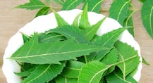 Immunity: नीम के पत्तों से बढ़ाएं रोगप्रतिरोधक क्षमता, रोज कुछ पत्ते खाने से मिलेंगे कई फायदे