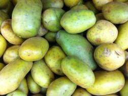 ਗਲਤੀ ਨਾਲ ਵੀ ਨਾ ਖਾਓ ਹਰੇ ਆਲੂ, ਇਹ ਹੋ ਸਕਦੇ ਨੁਕਸਾਨ