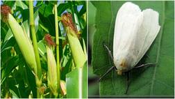 ਚਿੱਟੀ ਮੱਖੀ ਦੁਆਲੇ ਹੋਏ ਕੈਪਟਨ ਅਮਰਿੰਦਰ